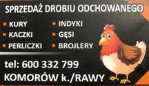 Sprzedaż drobiu odchowanego. Kury,kaczki,gęsi,perliki,brojlery