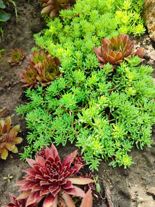 Набір молодил + очиток в подарунок