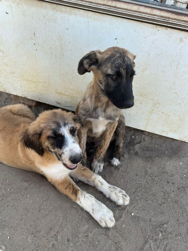 Cachorros rafeiro alentejano para doação