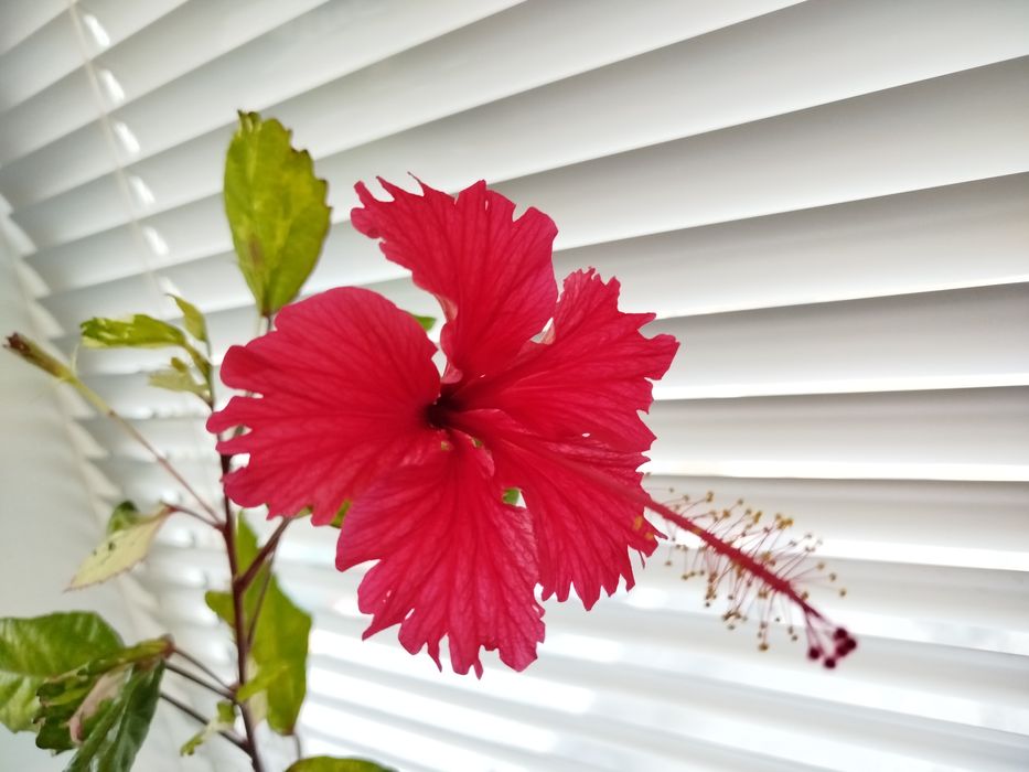 Комнатные растения, экзоты, саженцы и черенки