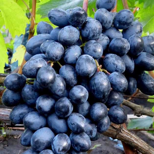 Виноград Молдова Столовий мускатний  синій смачний солодкий домашній