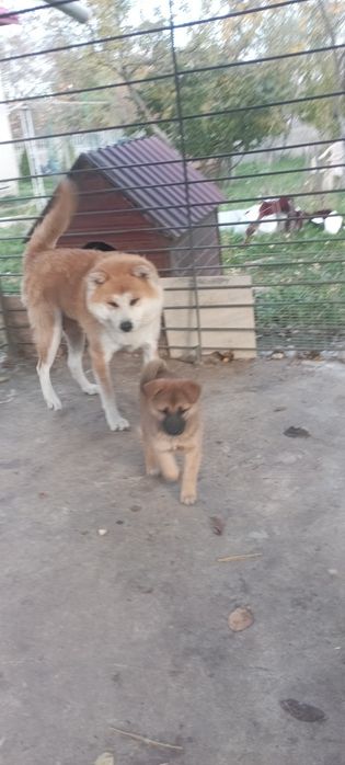 цуценя Акити ину