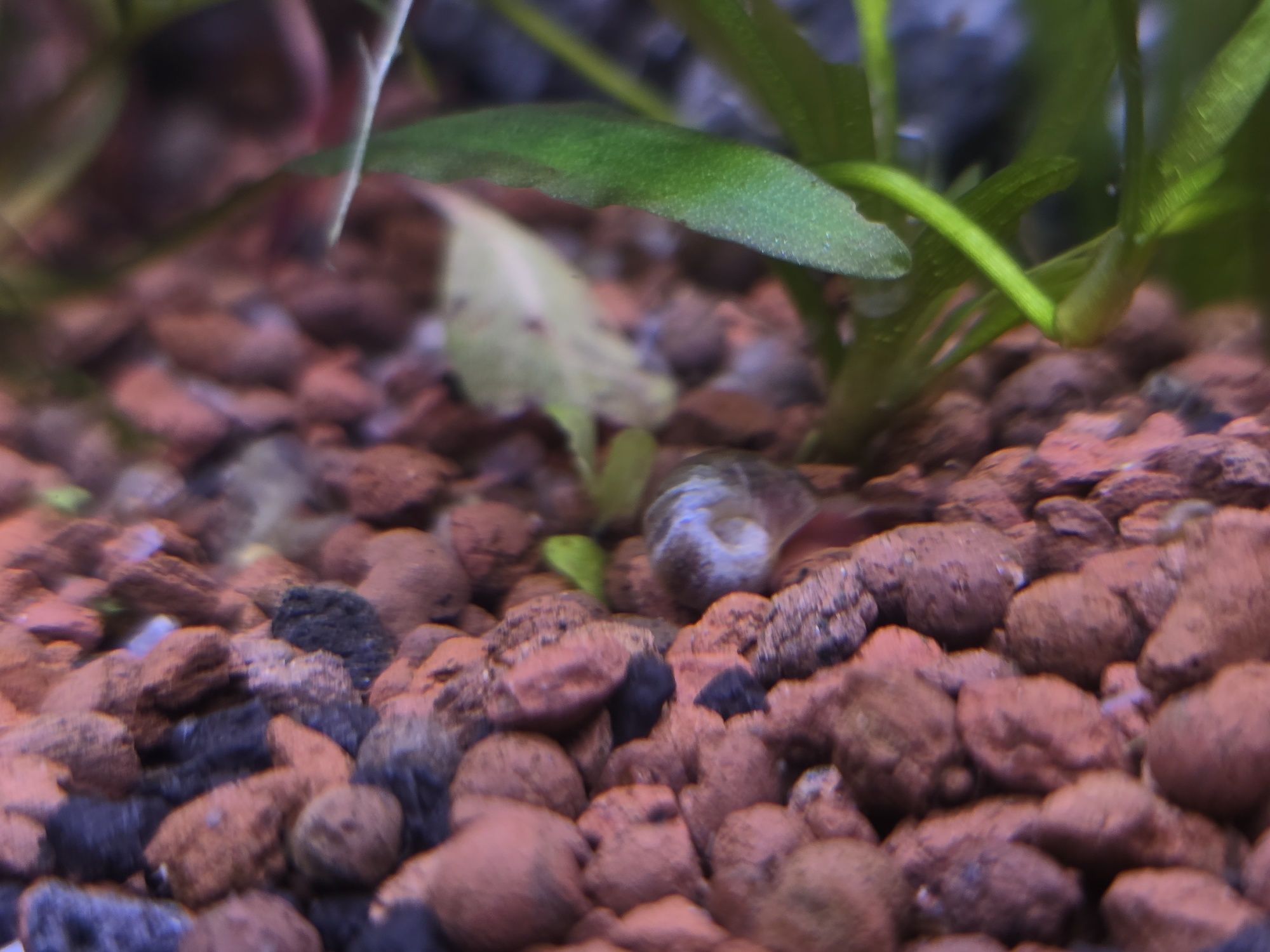 Caracol de aquário Ramshorn
