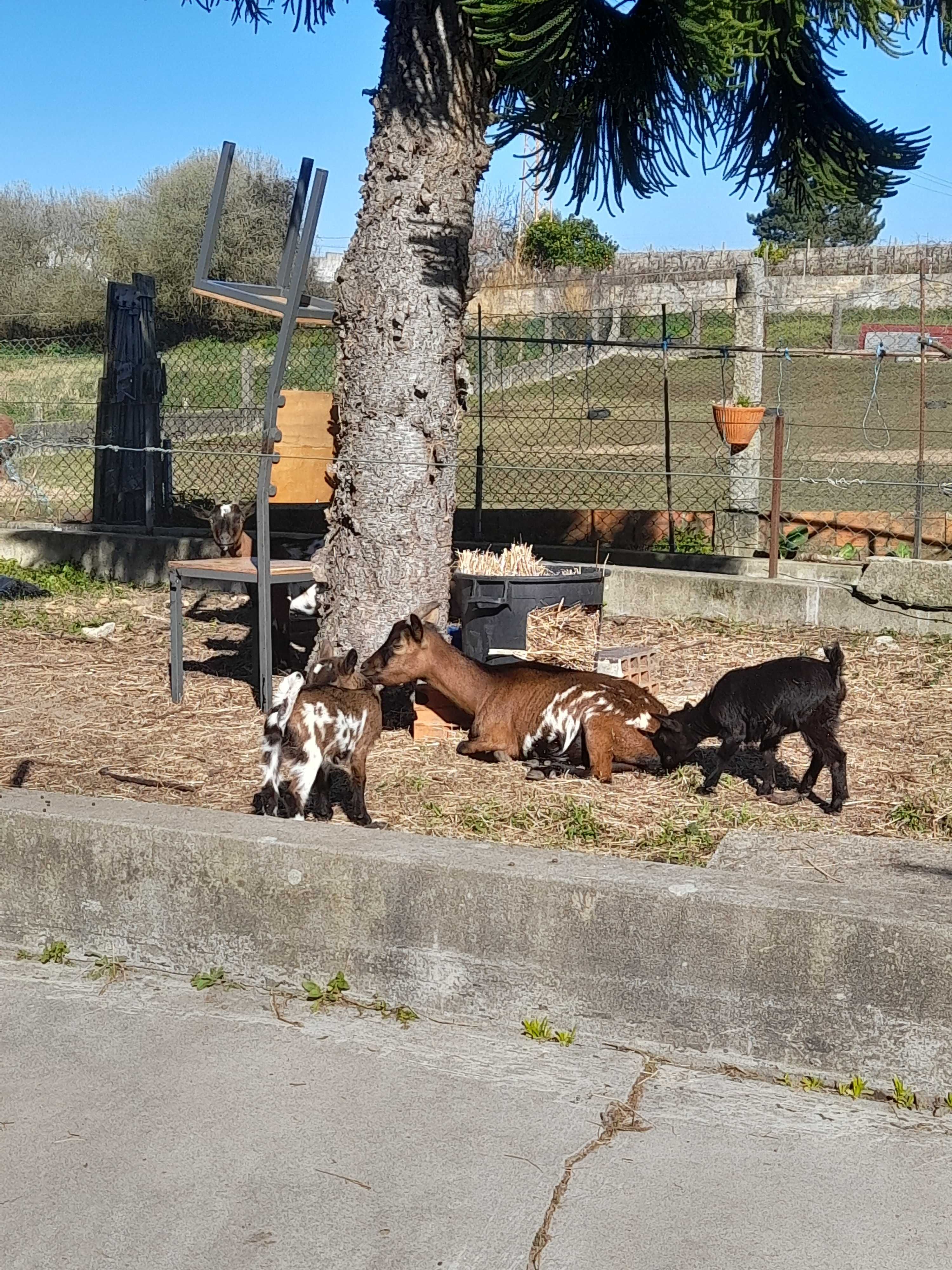 Cabras anãs de Excelente genética