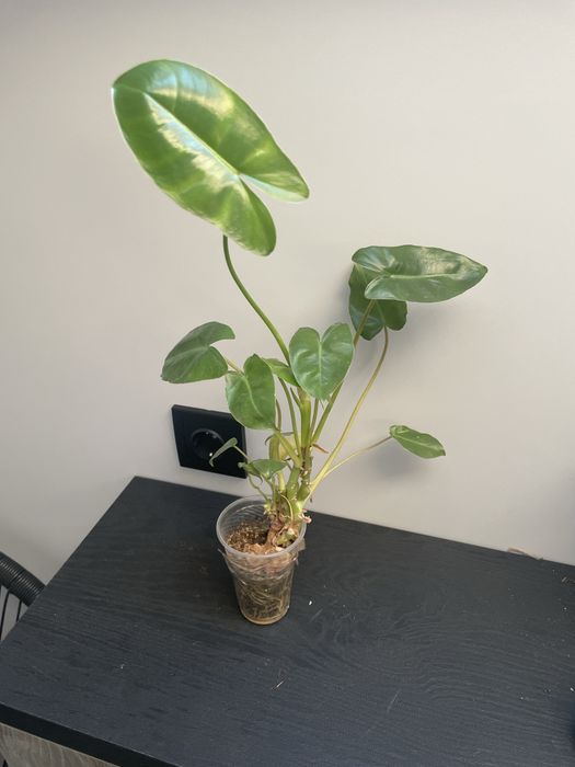 Продам филодендроны