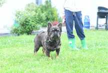 buldog francuski-chlopiec 1 rok fluffy
