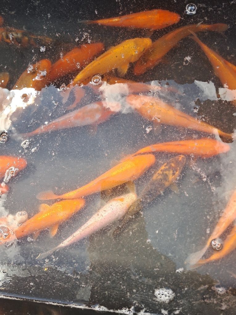 Karp koi narybek / kroczek