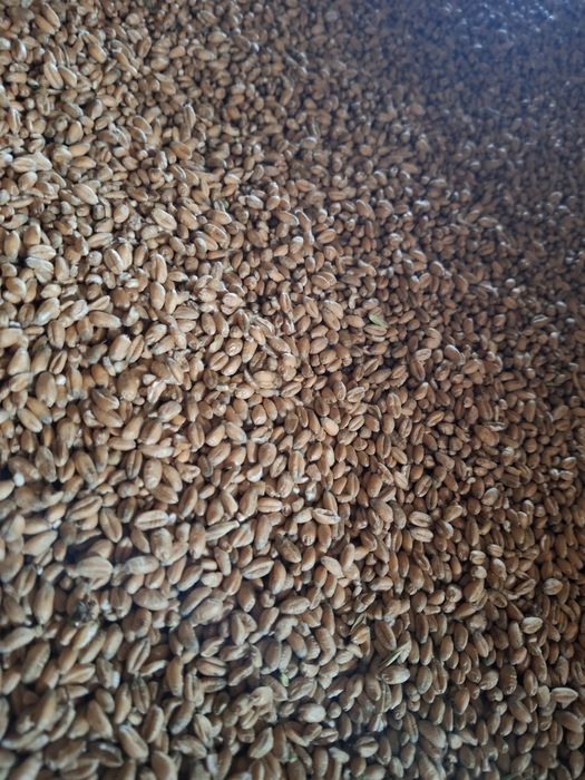 Sprzedam zboże pszenica,pszenżyto