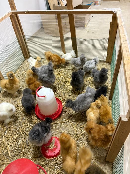 Kury ozdobne SILKA USA SILKI jedwabiste KOGUTY 3 miesiące różne kolory