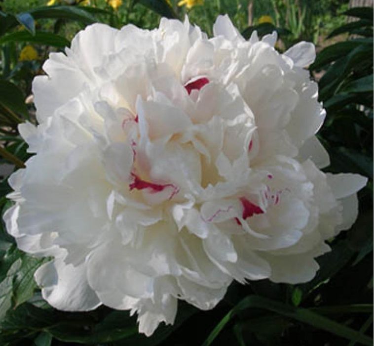 Півонії білого кольору Festiva Maxima, бордова Felix Crousse