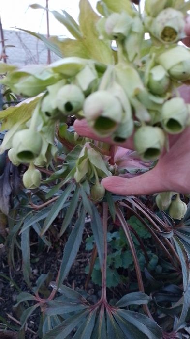 Продам надлишок морозника вонючого