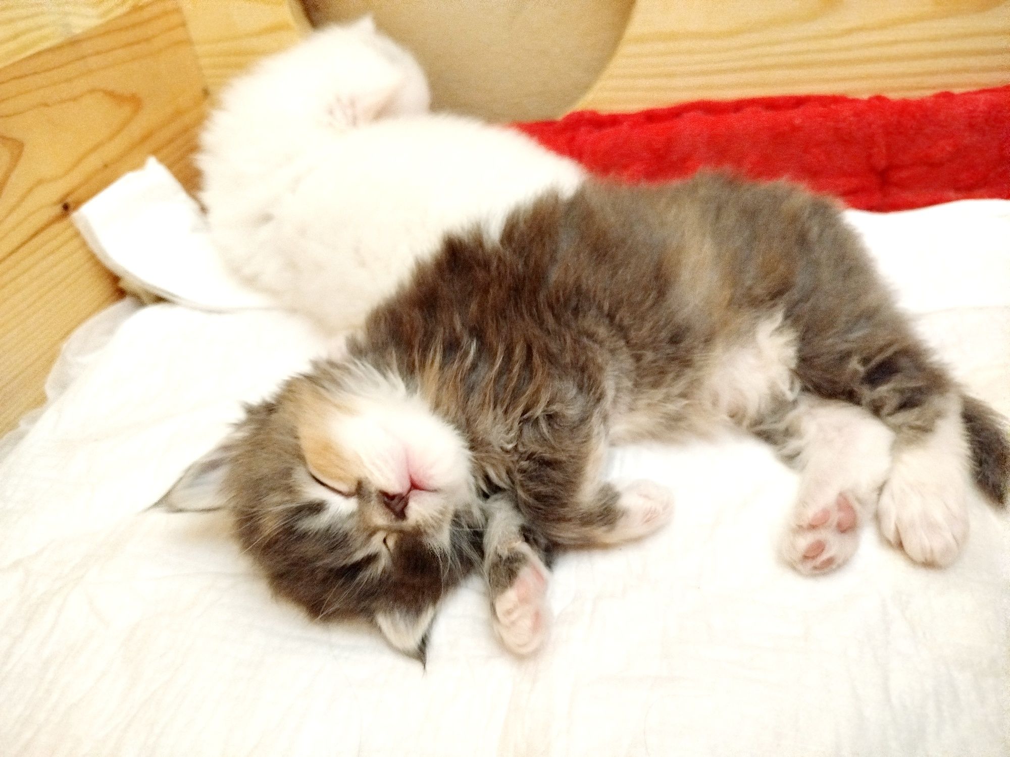 Niebieska kotka Maine coon FPL