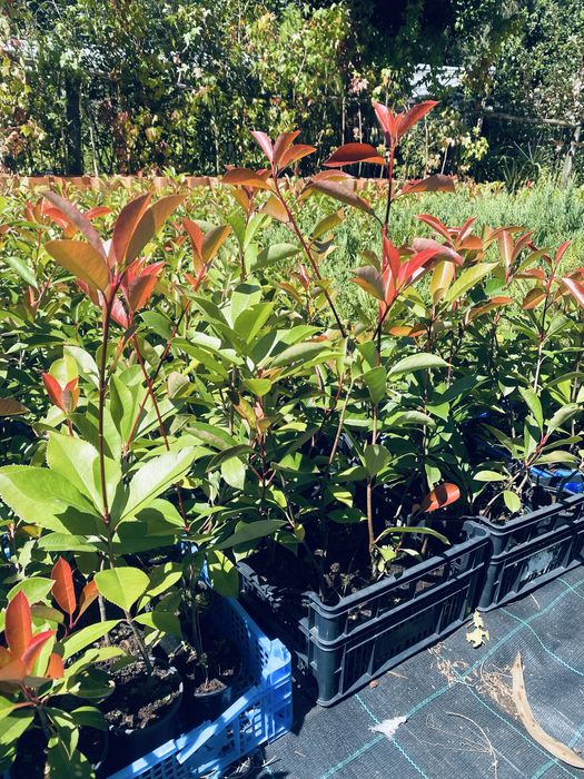 Photinias red robin para sebes