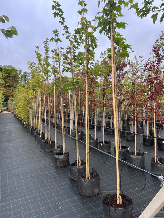 Klon zwyczajny Acer platanoides obw. Pnia 6-8cm