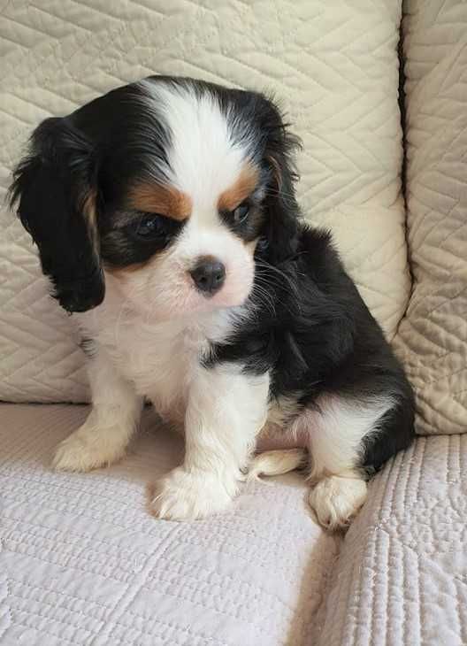 Piesek Cavalier king charles spaniel tricolor. Umowa, chip, rodowód.