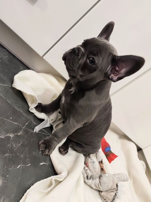 Buldog francuski blue szczeniak gotowy do odbioru