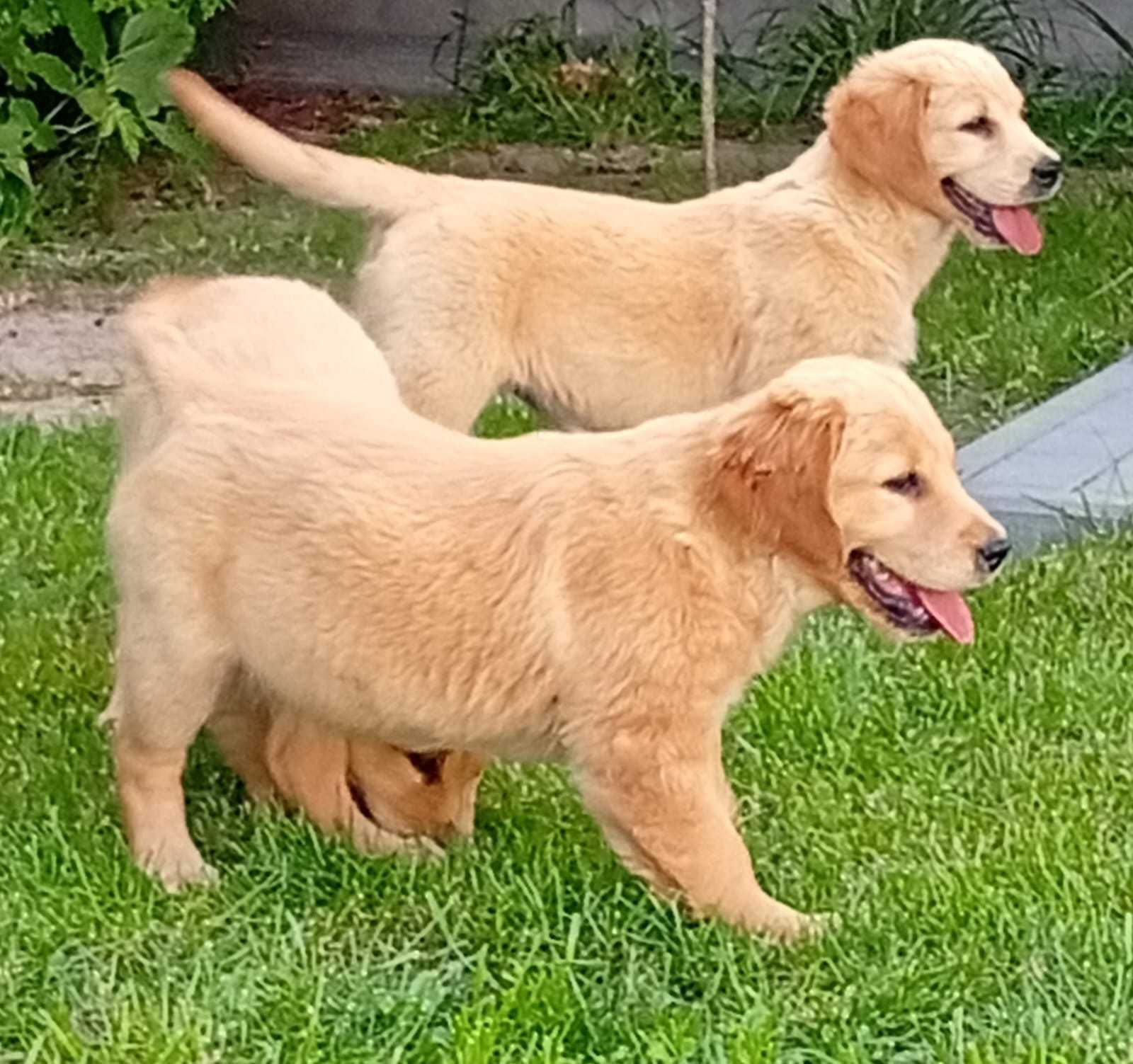 Szczenię golden retriever do odbioru