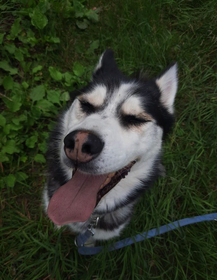 Grubson w typie husky do adopcji!