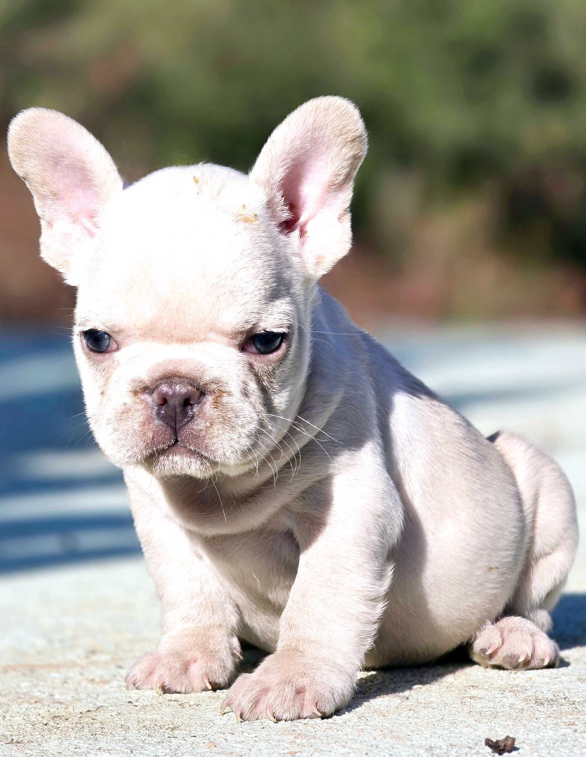 Bulldog francês  Macho cor Blue And Tan Platinum