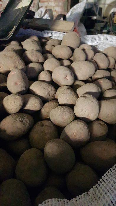 Ziemniaki jadalne Bellarosa