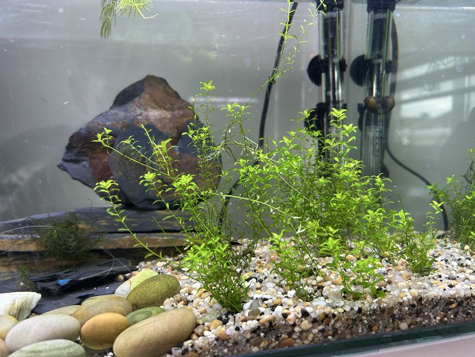 Plantas para aquário água quente - Low Tech