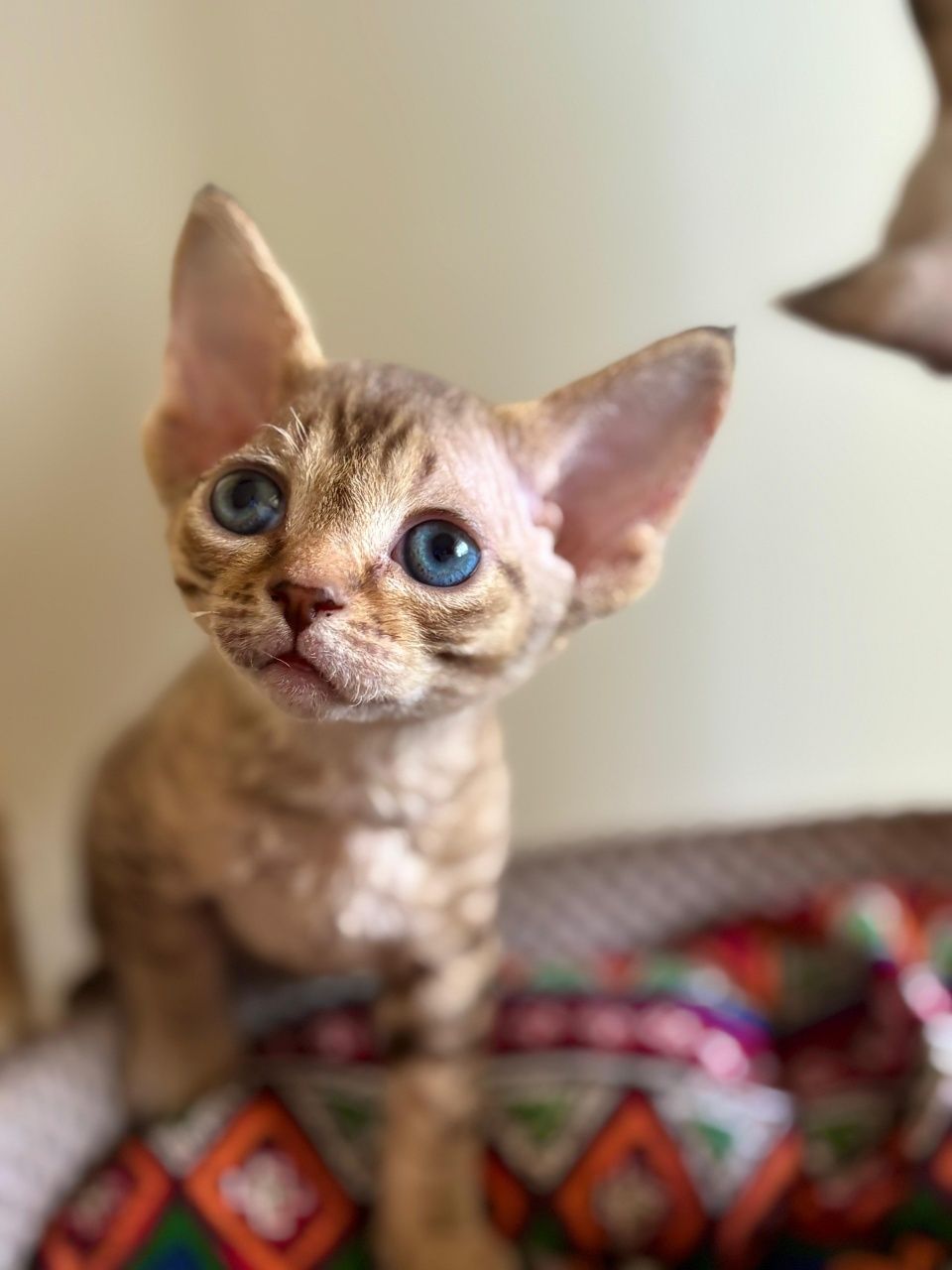 Devon rex śliczny chlopiec