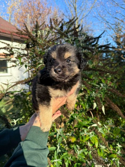 Podaruj dom pełen miłości małemu szczeniakowi
