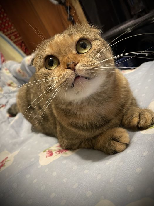 В добрі ручки кішечка (висловушка)