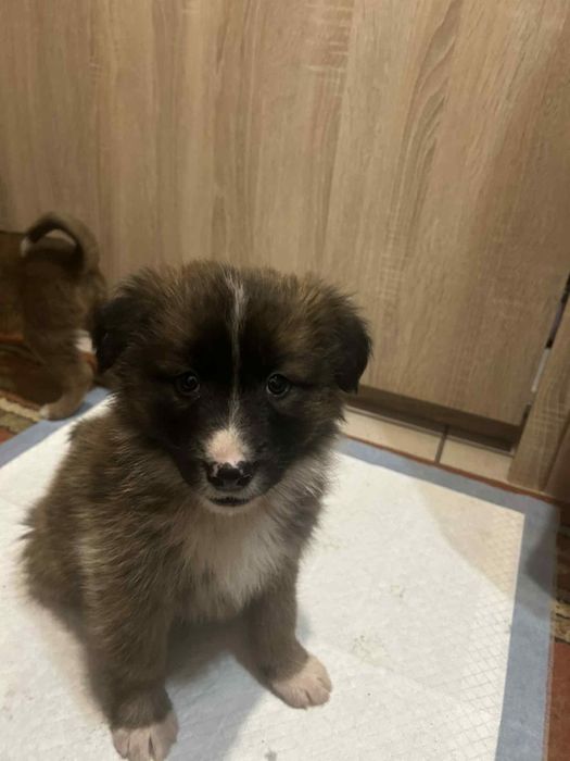 Oddam pieski do dobrych domów