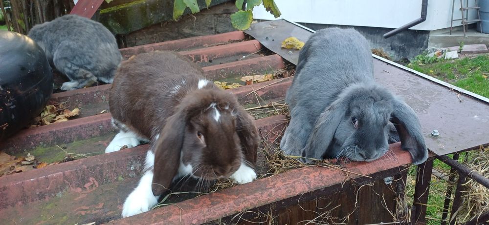 Kroliki barany francuskie