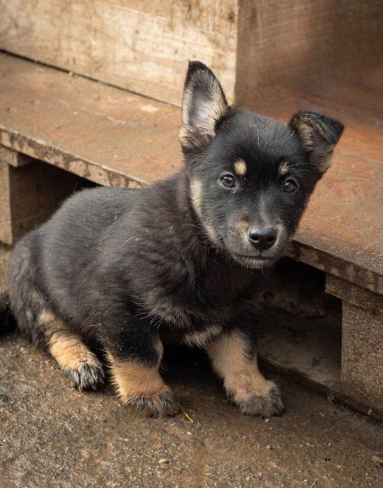 Отдам даром в добрые руки щенков метисы маленькой породы