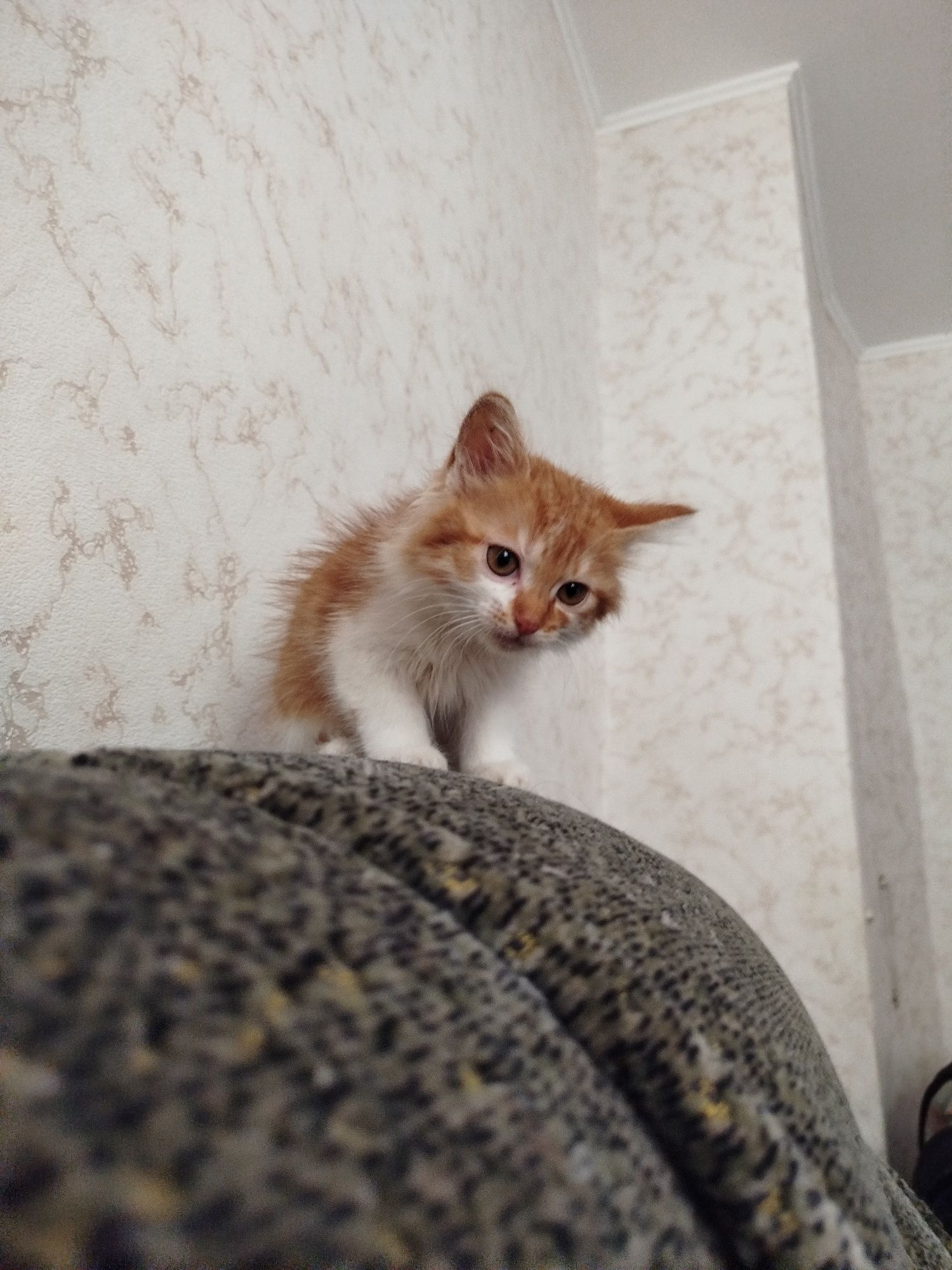 Віддамо кошенят в хороші руки