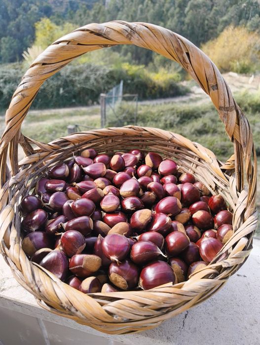 Castanhas de Castelões