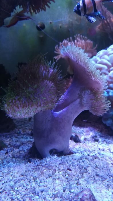 Morskie akwarium - starcophyton wielkopolipowy
