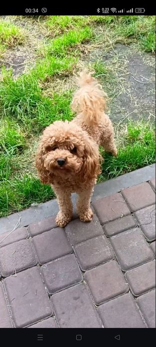 Той пудель вязка