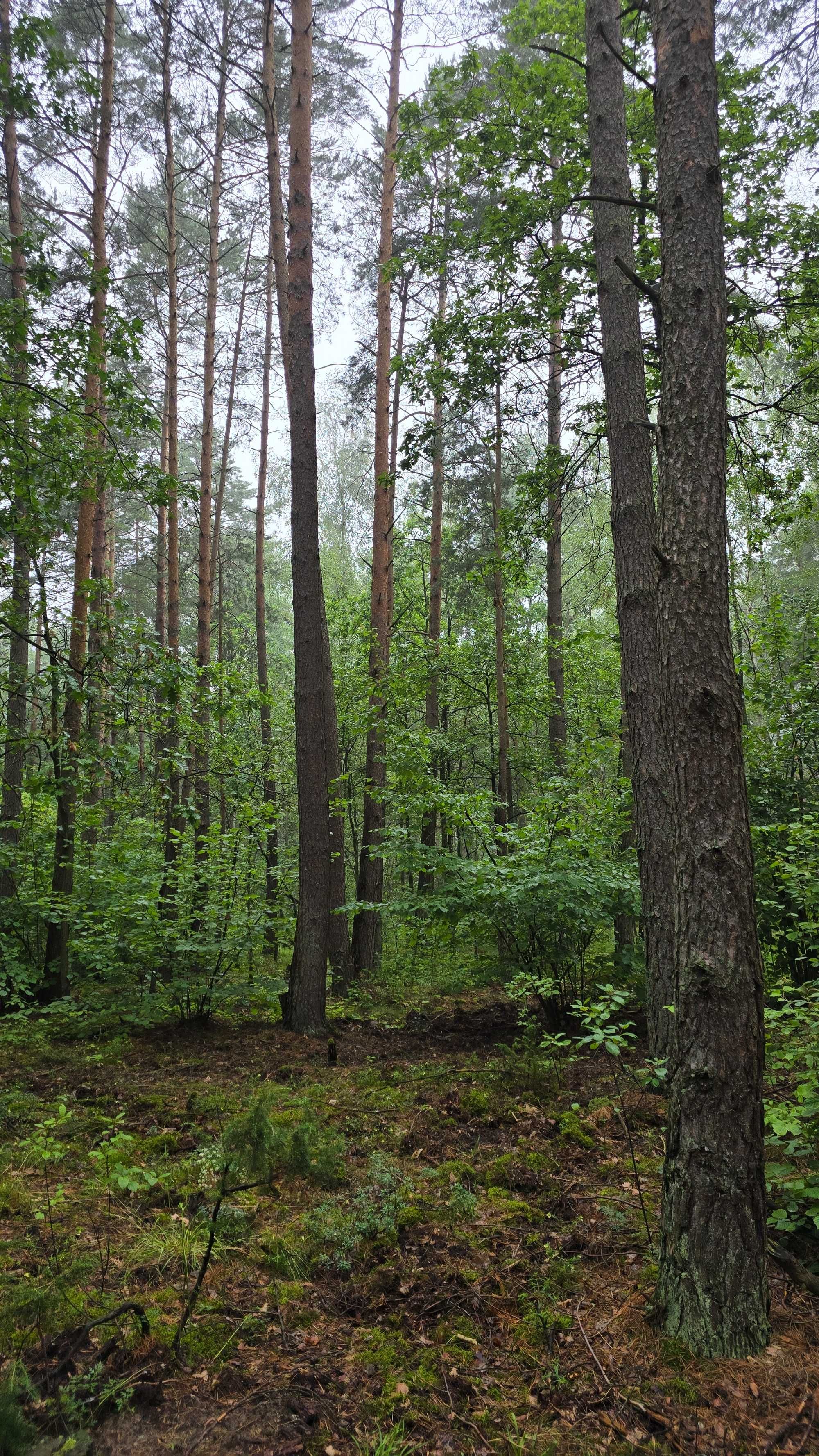 Sprzedam las 1.5 ha