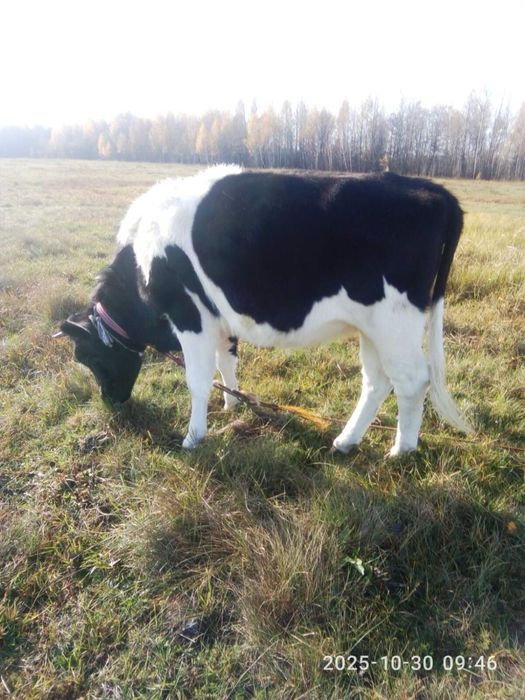 Продається тільна телиця