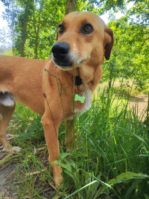 Amigo leal para partilhar os teus passeios