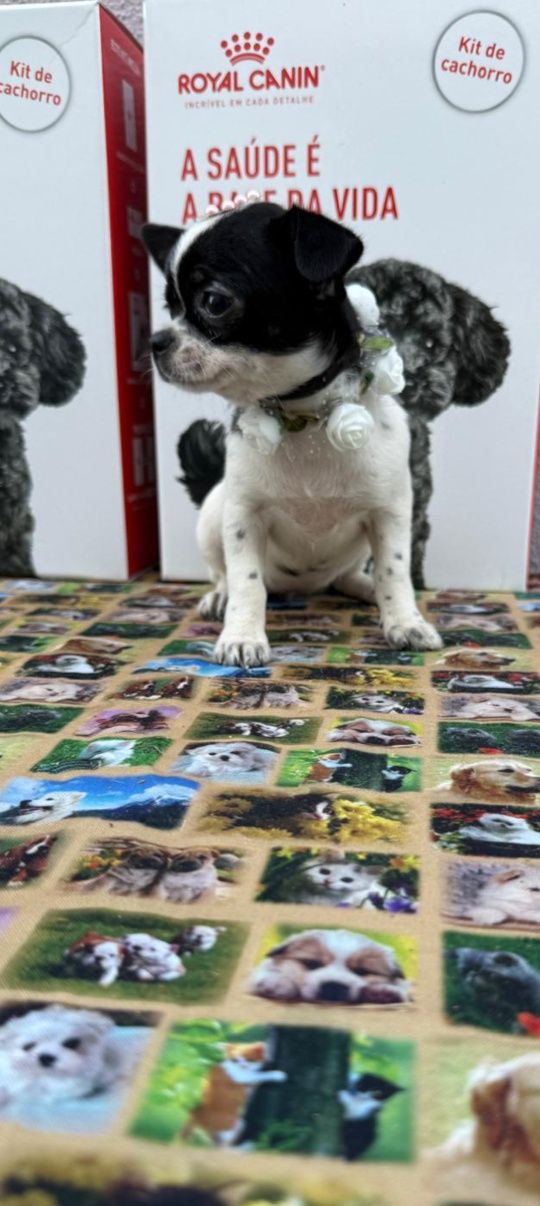 Chihuahua menina mini