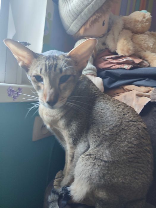 Орієнтальна кішка