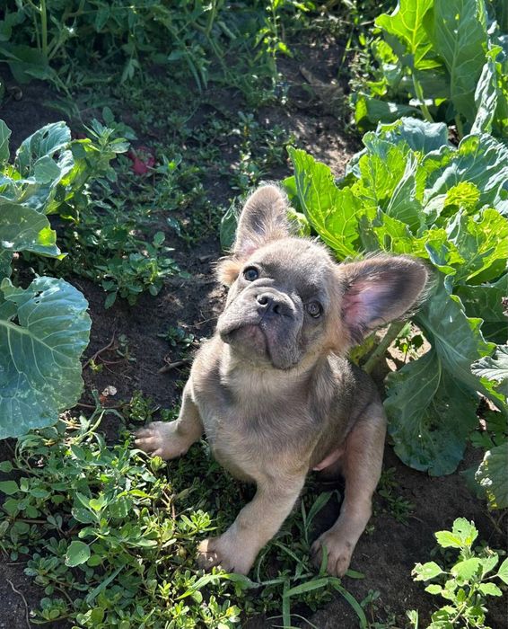 ФЛАФФІ француз бульдог хлопець