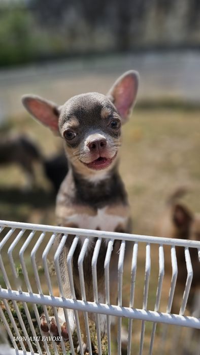 Шикарнючий хлопець! Метрика КСУ