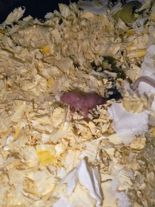 Myszki domowe białe