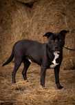 Wesoły i mądry mix amstaff do adopcji
