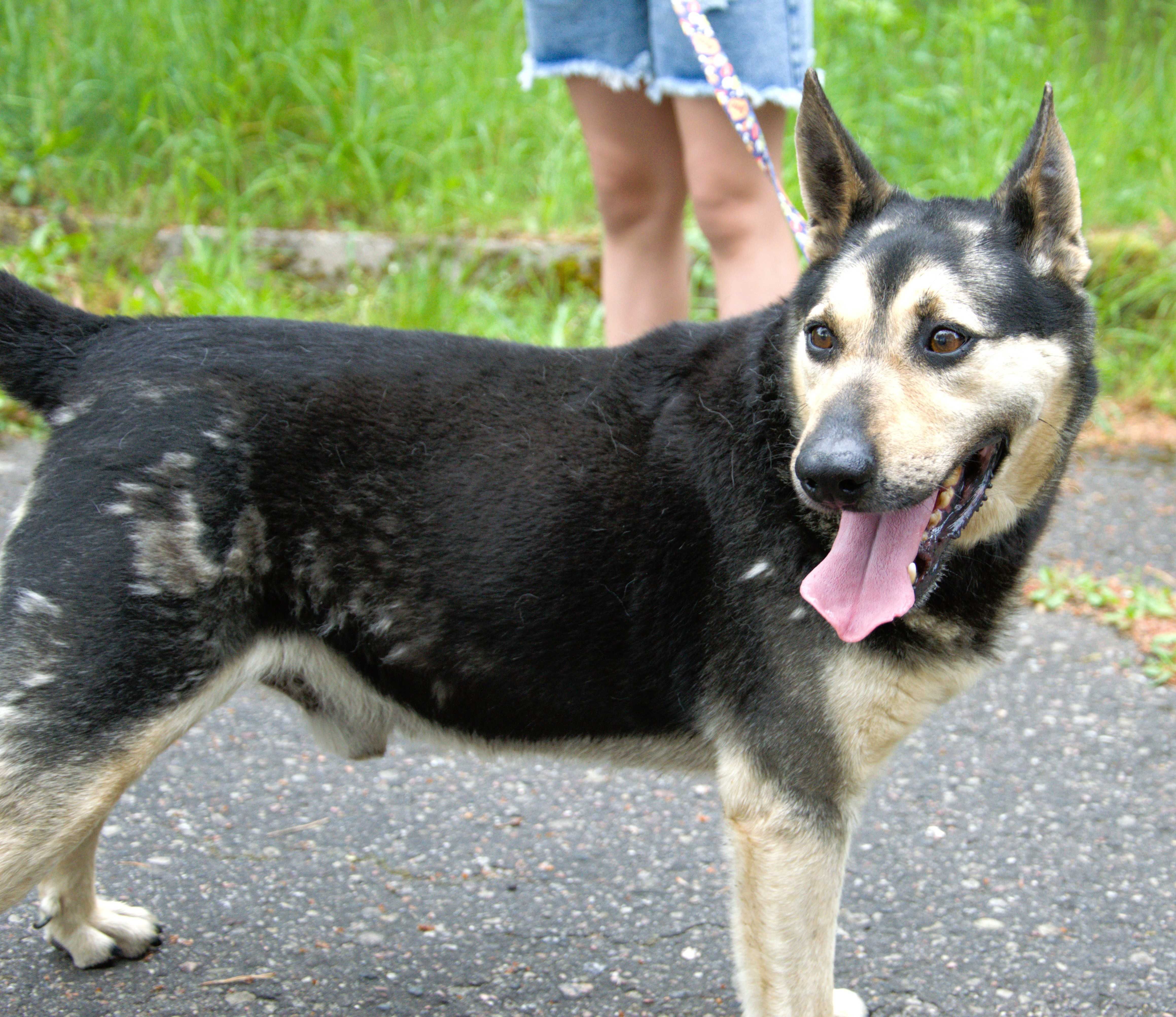 Bruno - pies do adopcji!