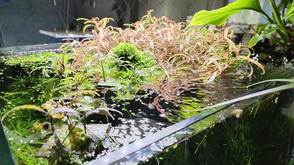 Rośliny do terrarium, akwarium, lasu w słoiku