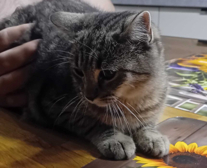 Oddam koty - dwa koty i jedna kotka