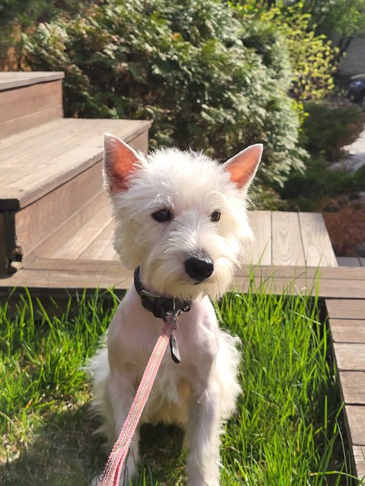 Унікальна пропозиція-цуценя Вест Хайленд Уайт Тер'єр, для виїзду