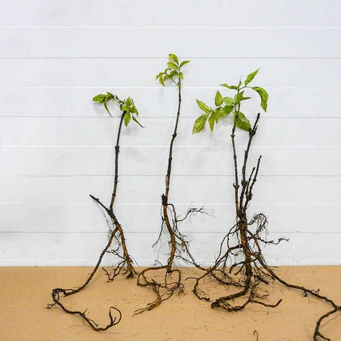 Bez Czarny Sadzonki Kopane Z Gruntu Duże Ilości goły korzeń