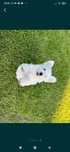 West Highland White Terrier